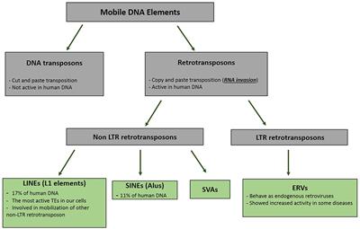 Pivotal Impacts of Retrotransposon Based Invasive RNAs on Evolution